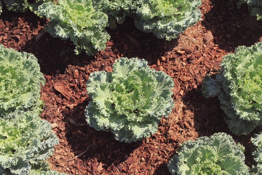 2B Mindset Salt and Pepper Kale Chips Recipe Close Up of Kale Growing in the Ground