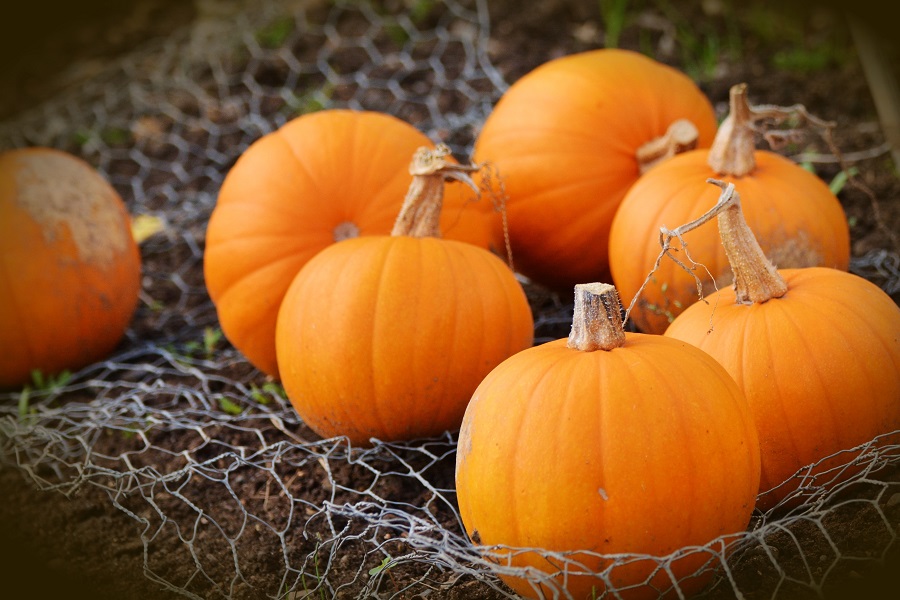 Crockpot Pumpkin Dump Cake Recipes Close Up of a Bunch of Pumpkins Sitting on Chicken Wire